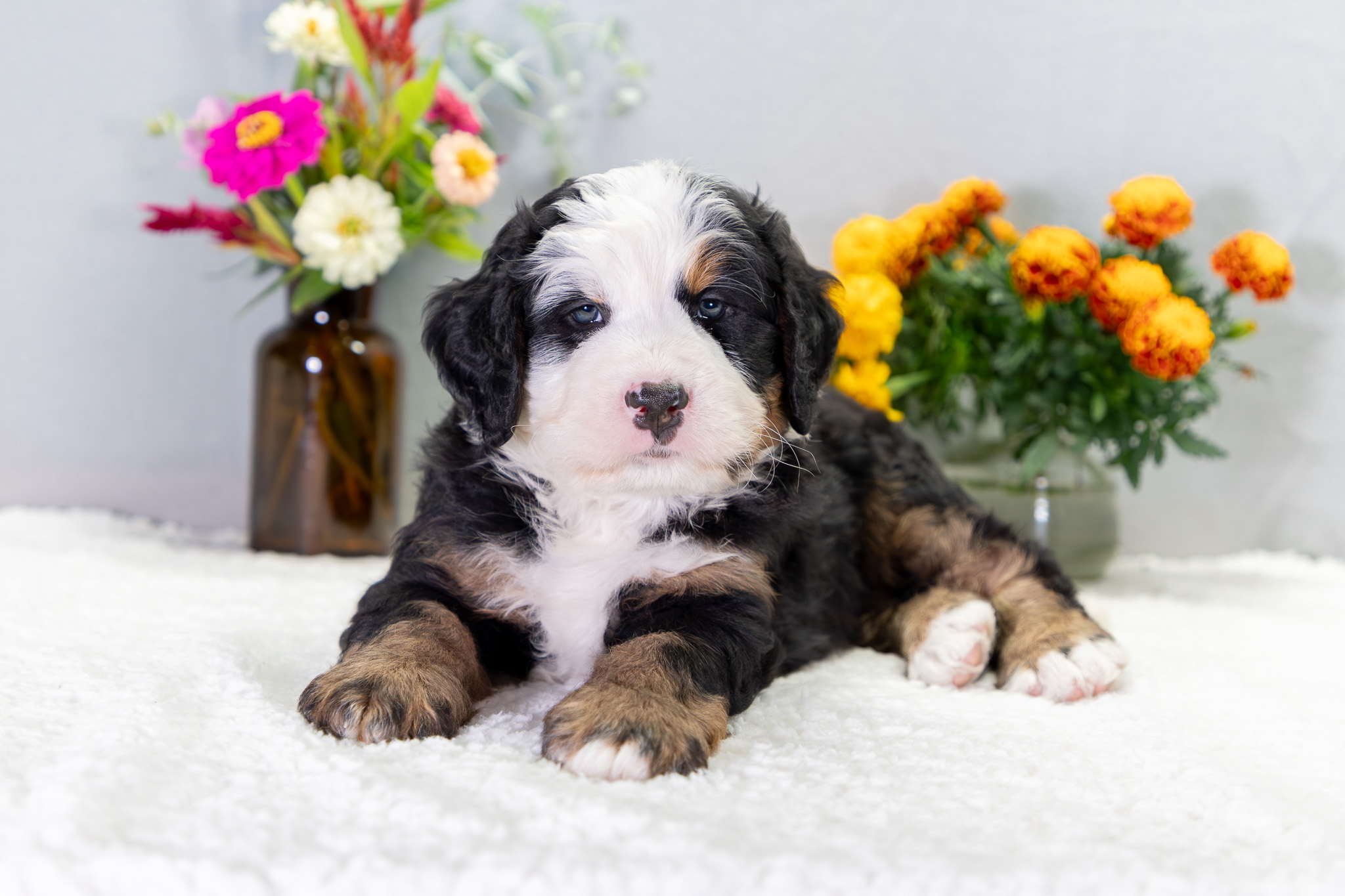 Bernedoodle Puppies For SaleVaylor (Reserved)Bernedoodle For Sale