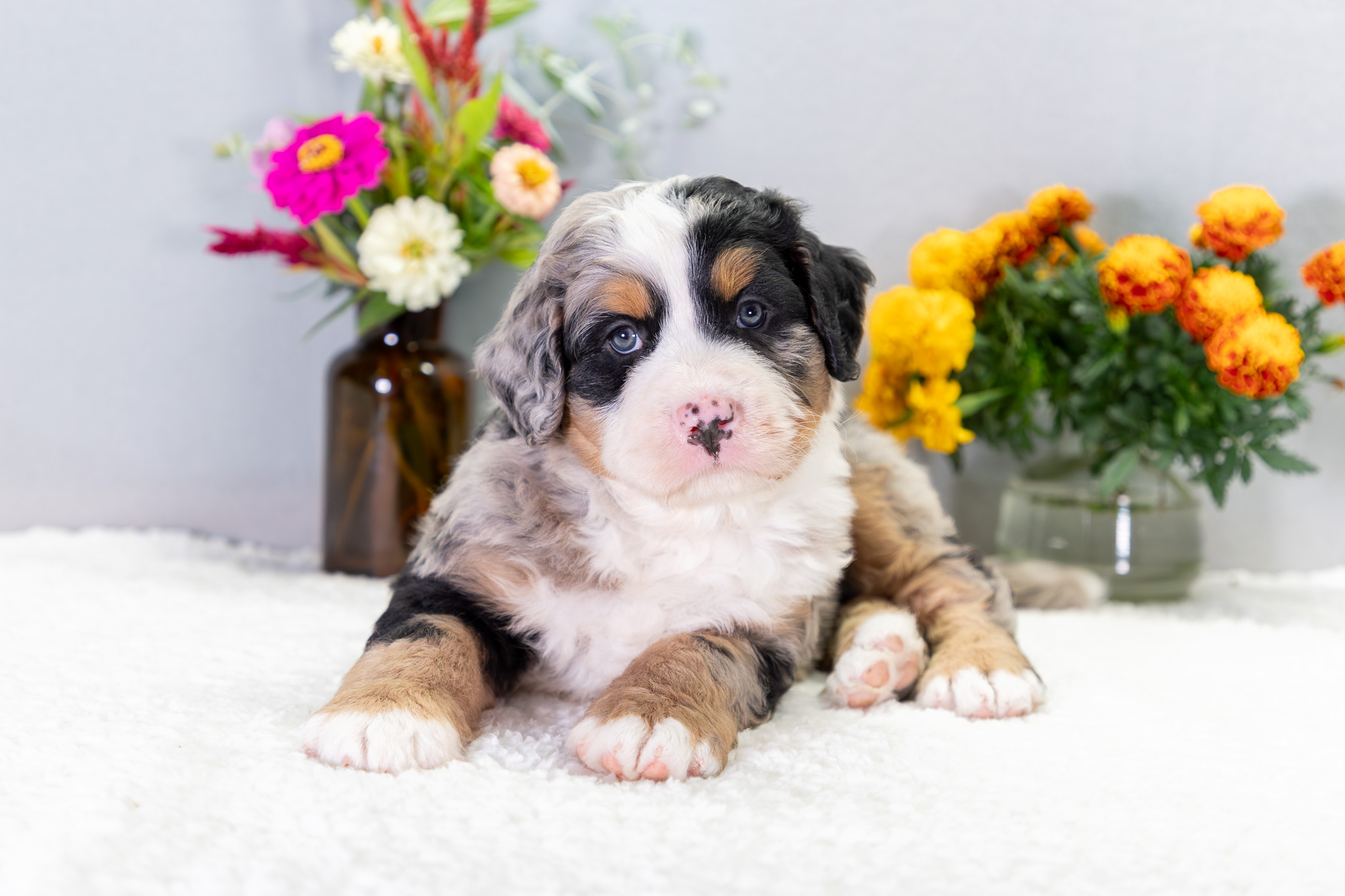 Bernedoodle Puppies For SaleVictorBernedoodle For Sale