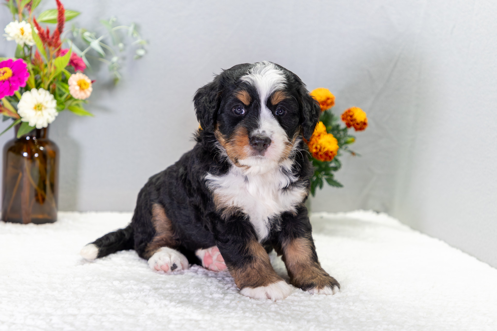 Bernedoodle Puppies For SaleVictoria (Reserved)Bernedoodle For Sale