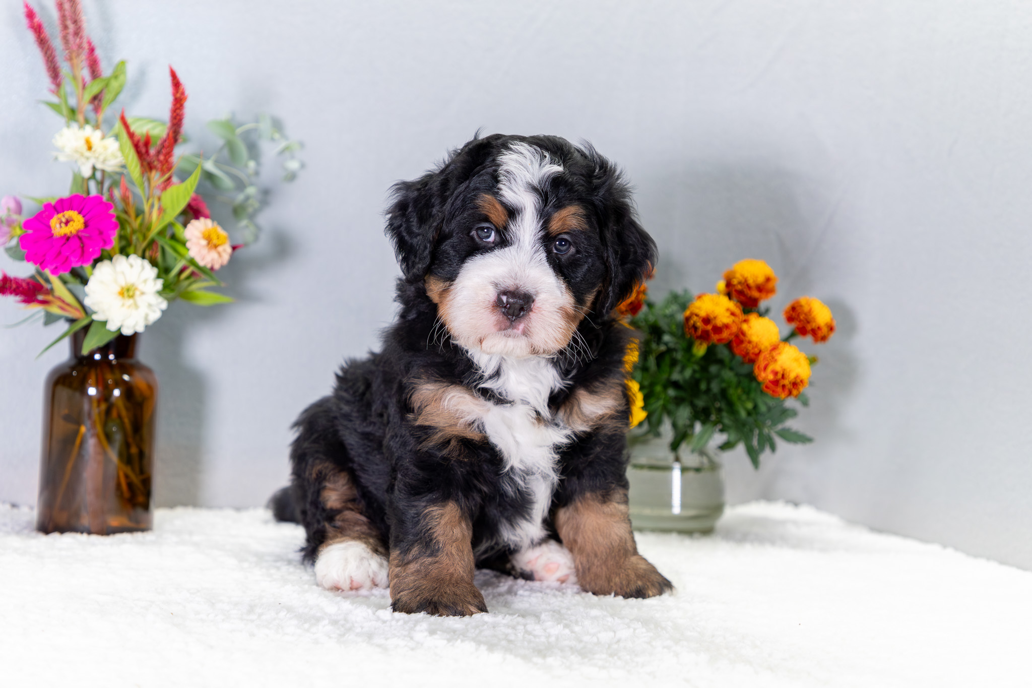 Bernedoodle Puppies For SaleVixen (Reserved)Bernedoodle For Sale