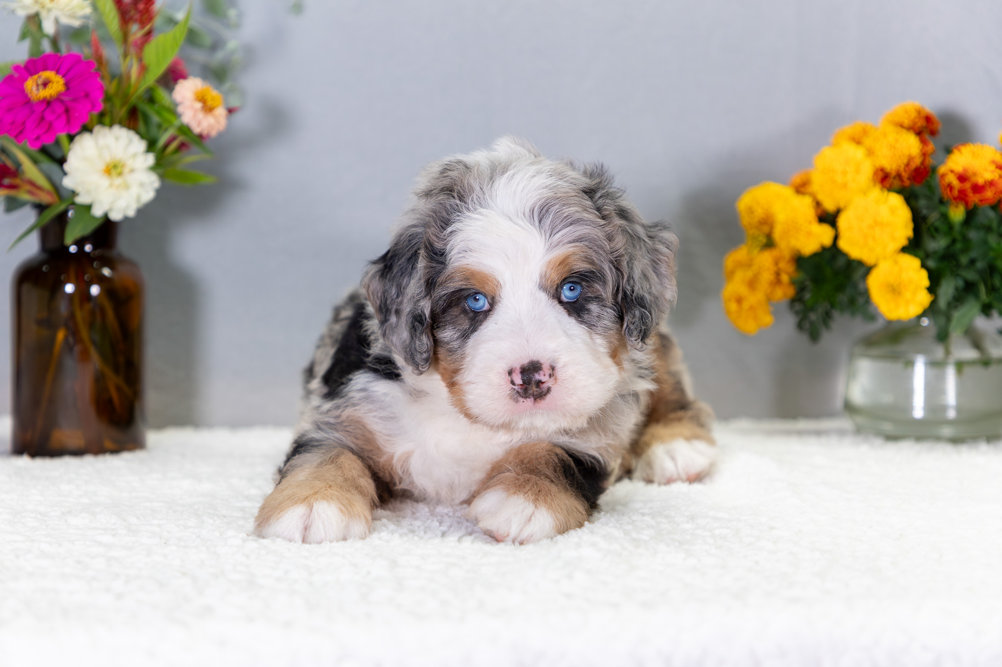 Bernedoodle Puppies For SaleVoltBernedoodle For Sale