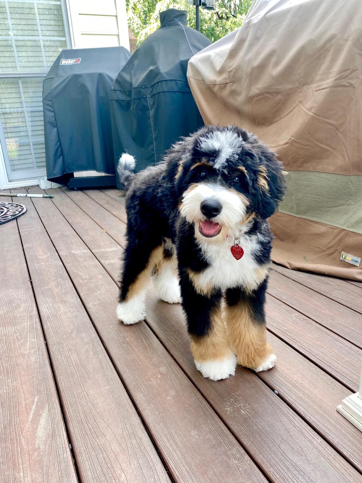 Adorable Bernedoodle puppies from Hoosier Canines enjoying their playtime in a spacious and safe outdoor area in Shipshewana, Indiana