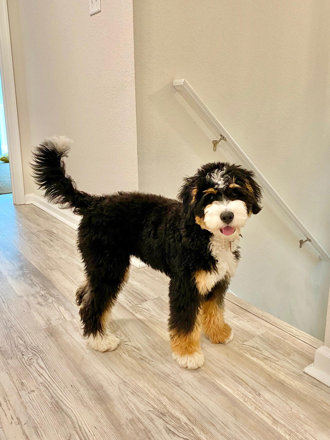 F1 Mini Bernedoodle